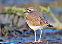 Charadrius vociferus